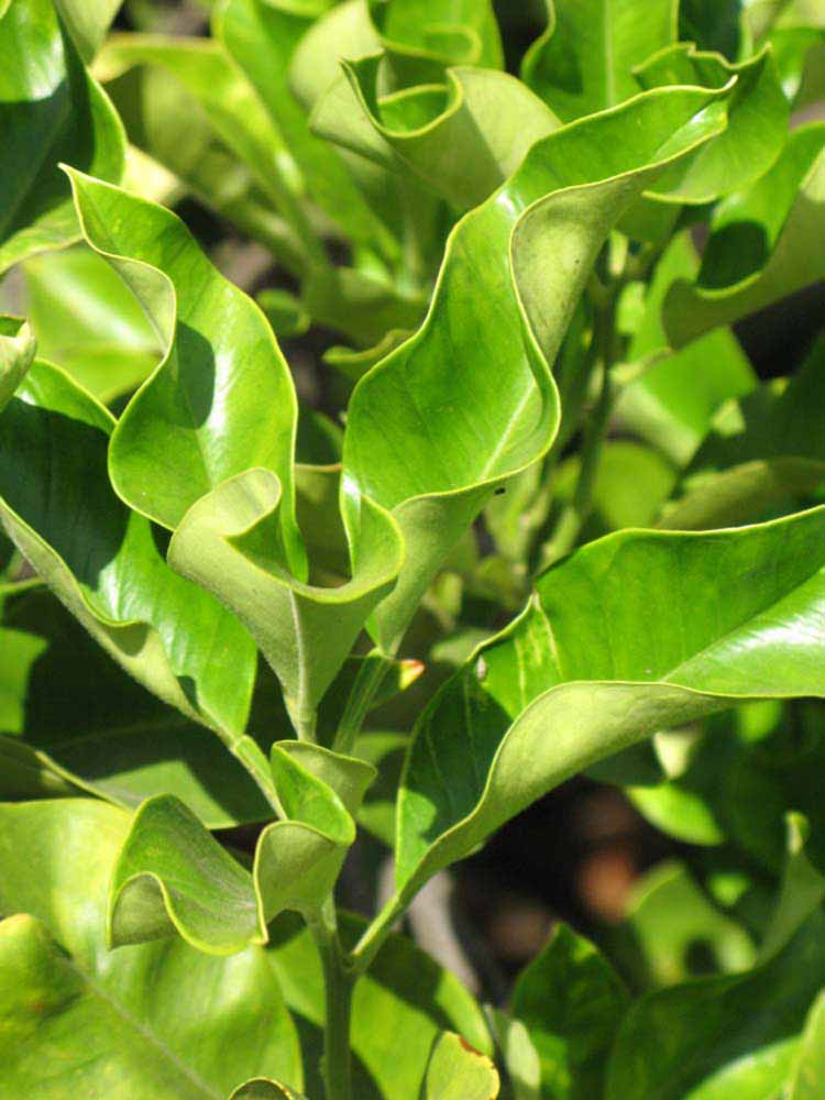              Sun leaves (Riverside, CA)       